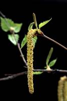 Bouleau (Betula pendula) - fleurs mâles et femelles (chatons)